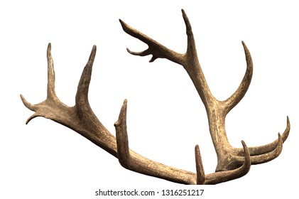 Large antler maral deer on a white background, isolate, horn