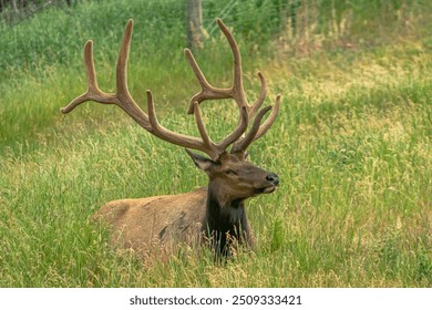 Large antlers on a male elk - Powered by Shutterstock