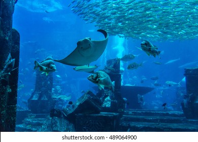 Large Aquarium In Dubai, United Arab Emirates