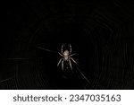 A large araneus spider waits for its prey on its web at night