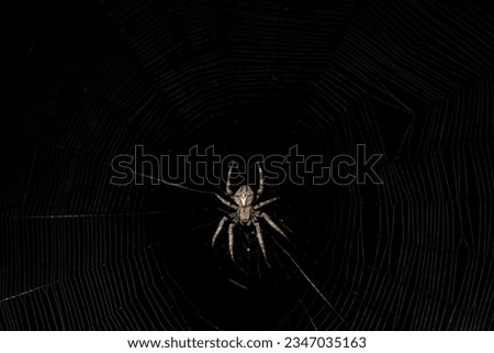 A large araneus spider waits for its prey on its web at night