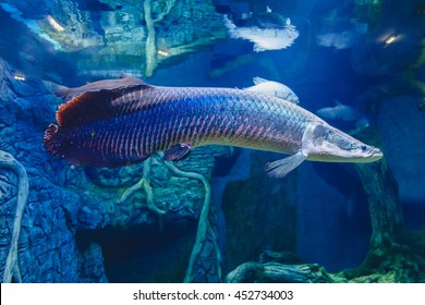Large Arapaima Aquarium Stock Photo 452734003 | Shutterstock