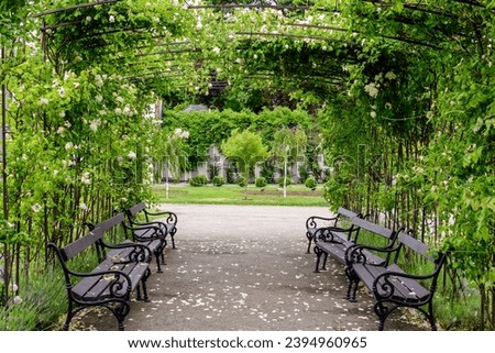 Large arcade with many delicate white roses and green leaves in Parcul Teatrului National (National Theater Park) in Craiova city, Dolj county, Romania,  in a sunny summer day