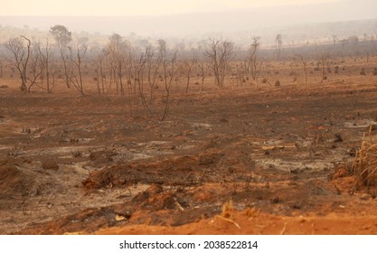 Large Area Of ​​Brazilian Cerrado Forest Destroyed By Forest Fire.
São Paulo Brazil