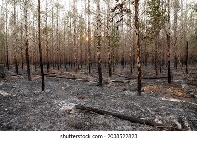 Large Area Of ​​Brazilian Cerrado Forest Destroyed By Forest Fire.
São Paulo Brazil