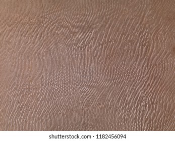 Large Armadillo Skin