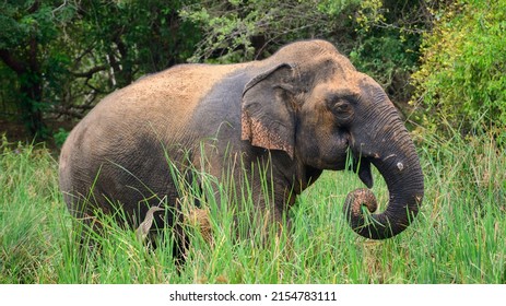 Large Asian elephant standing in the marsh and grazing fresh green grass, side view of the majestic Sri Lankan elephant at Yala national park. - Powered by Shutterstock