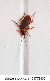 Large Asian Flying Cockroach Clinging To A Wall. This Roach Is Popular In Florida