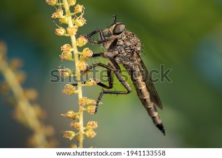 Large Assassin fly looking for a prey