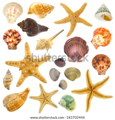 Large Assortment of sea shells individually isolated on white 