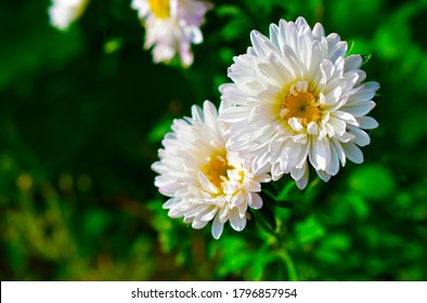 Large Aster flowers red and white in the garden - Powered by Shutterstock