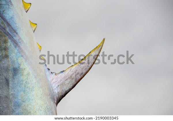 A large Atlantic bluefin tuna, common tunny, hangs in a\
fish market by its tail. The raw fish has colorful silver grey\
shiny skin, bright yellow finlets, and a narrow fin with yellow\
edging. 