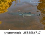 Large Atlantic salmon Salmo salar swimming in a river