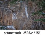 Large atypical whitetail buck during rut