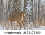 Large atypical whitetail buck in winter 