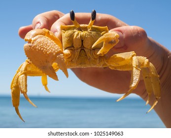 Large Australian Golden Ghost Crab Big Stock Photo (Edit Now) 1025520496