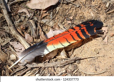 Large Australian Red  Tailed Black  Cockatoo Feather Lying In Bush Land Litter In  West Australian National Park Often Keenly Sought After By Collectors.