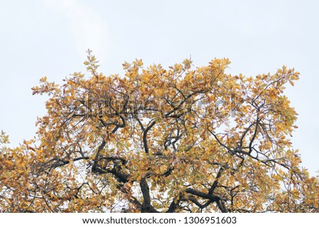 A large autumn tree against the sky