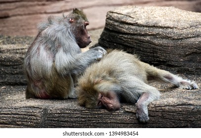 A large baboon grooming another baboon.