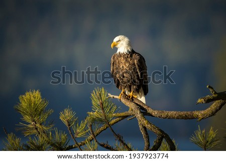 A large bald eagle is perched on a large branch in north Idaho.