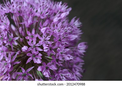 139 Allium Gigantic Images, Stock Photos & Vectors | Shutterstock