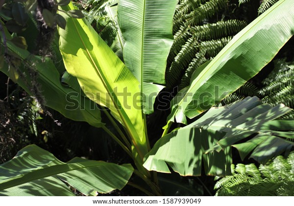 Large banana leaves in wild with sunlight hitting leaf, wall décor.