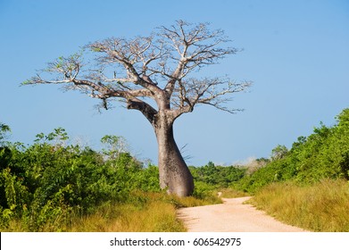 large baobab tree near the road the savannah