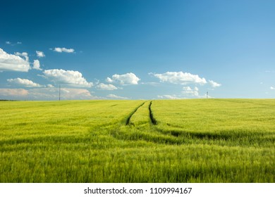 Large Barley Field And Blue Sky