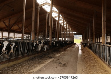 A large barn with cows in it