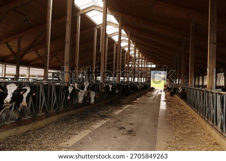 A large barn with cows in it