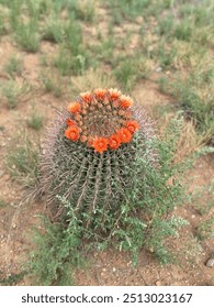 Large Barrel Cactus in Bloom