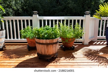 Large Barrel Planters Of Italian Herbs Consisting Of Basil, Oregano, And Parsley On Home Outdoor Wood Deck Backyard Garden 