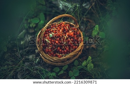 Similar – Image, Stock Photo Bowl full of ripe cherries in the sunlight