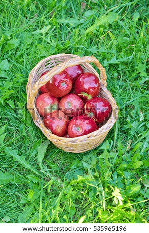 Similar – Closeup of woman putting apples in wicker basket while little girl looking