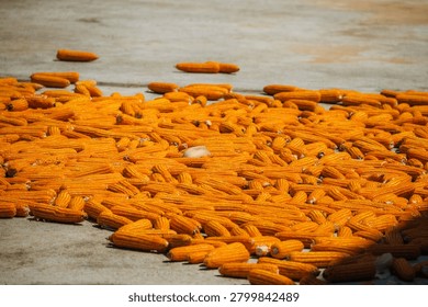 A large batch of harvested maize is spread across an outdoor cement floor next to a chain link fence and lush tropical greenery.