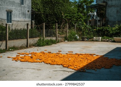 A large batch of harvested maize is spread across an outdoor cement floor next to a chain link fence and lush tropical greenery.