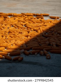 A large batch of harvested maize is spread across an outdoor cement floor next to a chain link fence and lush tropical greenery.