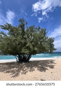 Large beach tree casting shadow on white sand on Panglao Island, Bohol, Philippines