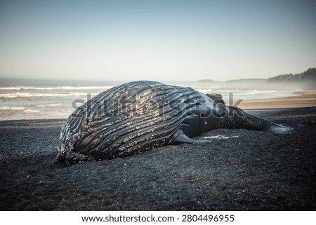 A large beached whale washed up on the shore of one of the beaches at Olympic National Park in Washington State.