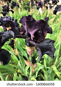 Large Beautiful Black Iris Flower. Black Iris. 