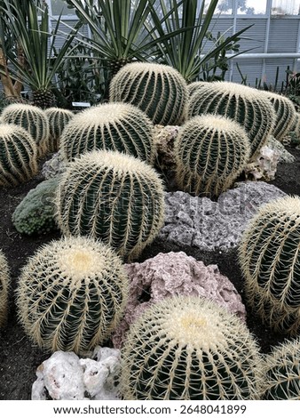 Large beautiful cactus found at the Cibodas Botanical Garden, Indonesia.