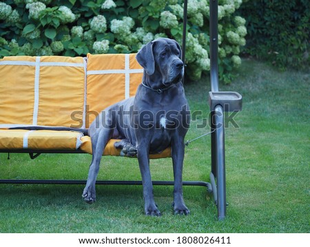 A large beautiful dog, Great Dane breed, sits on the outdoor sofa swing in the blooming garden in summer. Portrait of a happy pet