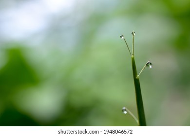 A large, beautiful drop of clear water on a green macro sheet. Dew drops in the morning glow in the sun. Beautiful texture of the leaves in nature. bokeh background - Powered by Shutterstock