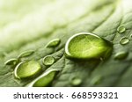 Large beautiful drops of transparent rain water on a green leaf macro. Drops of dew in the morning glow in the sun. Beautiful leaf texture in nature. Natural background