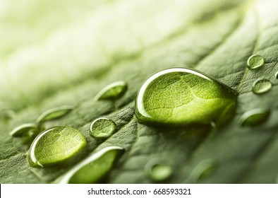 Large beautiful drops of transparent rain water on a green leaf macro. Drops of dew in the morning glow in the sun. Beautiful leaf texture in nature. Natural background - Shutterstock ID 668593321