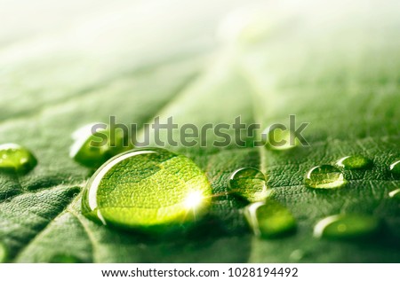 Large beautiful drops of transparent rain water on a green leaf macro. Droplets of water sparkle glare in morning sun . Beautiful leaf texture in nature. Natural background, free space.