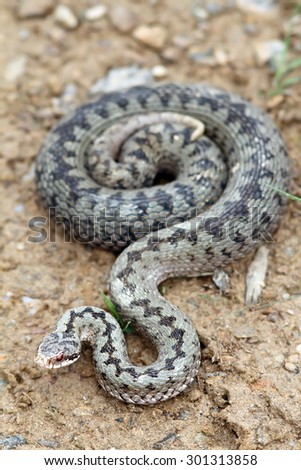 Similar – Image, Stock Photo rare meadow viper in natural habitat