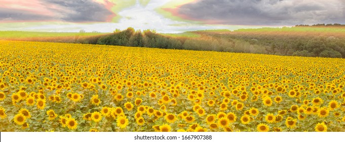 A large beautiful field of sunflowers on a warm summer evening