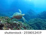 Large, beautiful green sea turtles, Chelonia mydas swim leisurely through coral reefs.

Shikinejima island, Izu Islands, Tokyo - 2020
