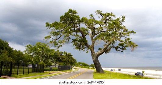 419 Coast Live Oak Images, Stock Photos & Vectors | Shutterstock